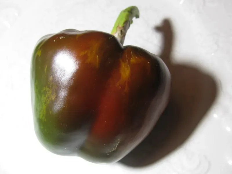 Grüne Paprika mit dunklen, glänzenden Stellen im Farbwechsel