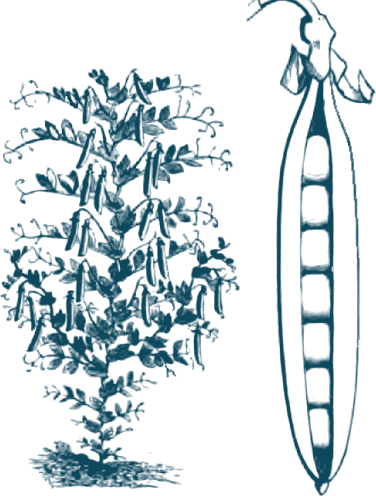 Stich einer buschigen Erbsenpflanze mit vielen hängenden Hülsen, daneben eine große, geöffnete Hülse mit einer Reihe Erbsen