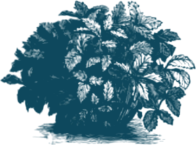 Stich einer buschigen Erdbeerpflanze mit gezähnten Blättern, Blüten und reifen Früchten