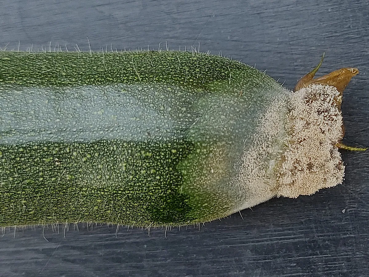 Zucchini mit grauem Schimmelrasen an der Spitze