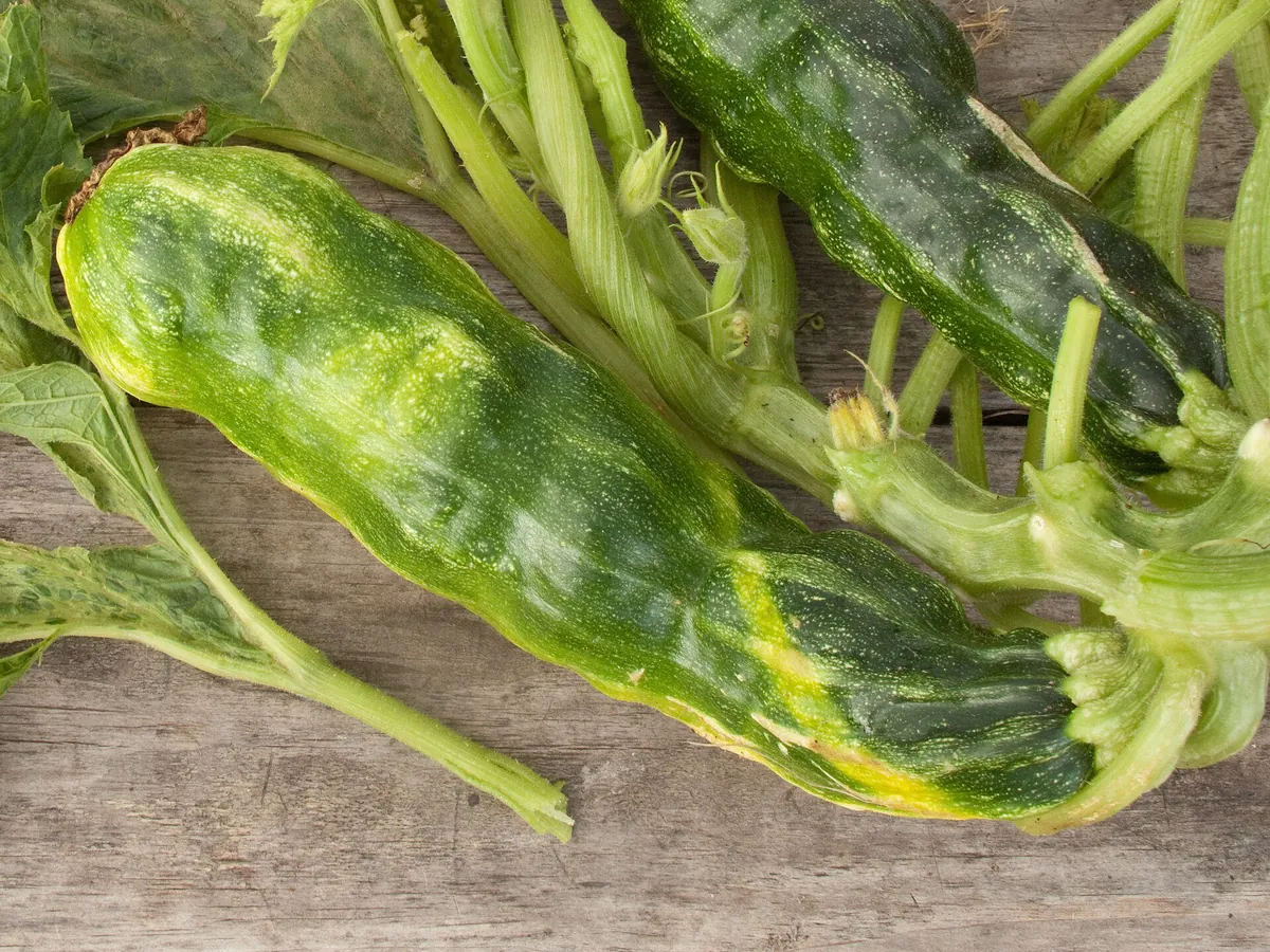 Zucchini mit gelbgrüner Scheckung und Beulen