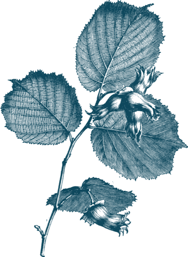 Stich eines Haselzweigs mit gesägten, rundlichen Blättern und zwei Nüssen in ihren gefransten Hüllen