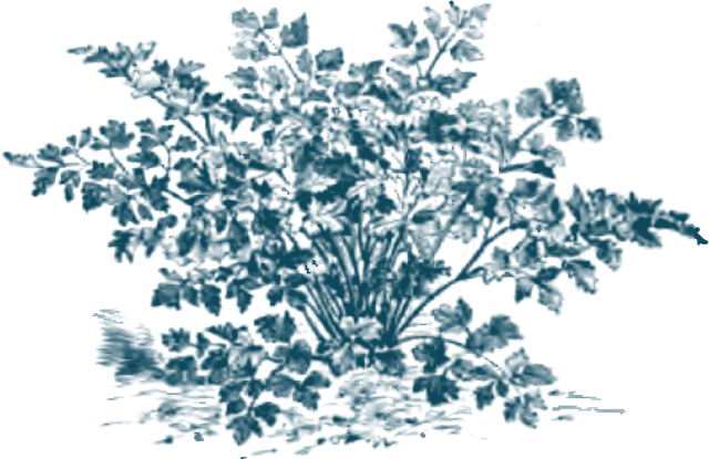 Stich eines Petersilienbuschs mit krausen Blättern