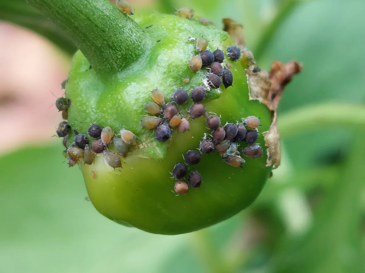Junge Paprika mit vielen Blattläusen am Stielansatz