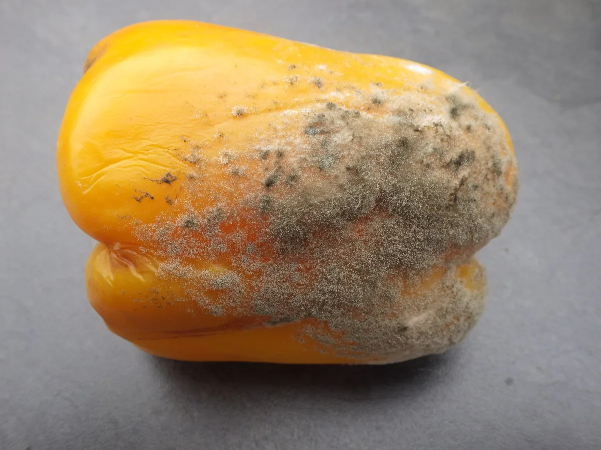 Gelbe Paprika mit grauem Schimmelrasen