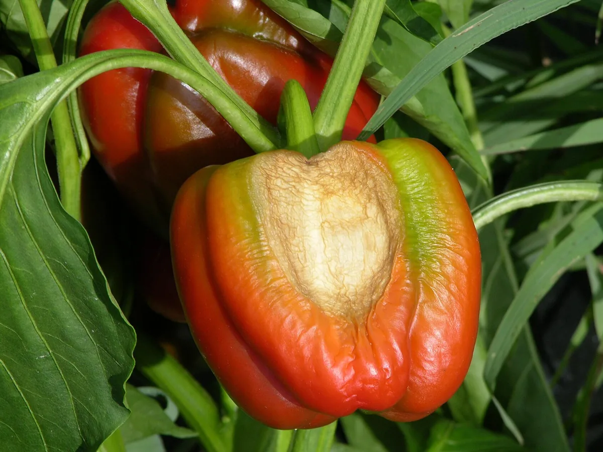 Paprika am Strauch mit heller, papierartiger Brandstelle