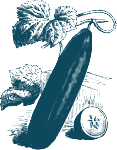 Stich einer langen Gurke mit Blättern und Ranke, davor eine halbierte Gurke