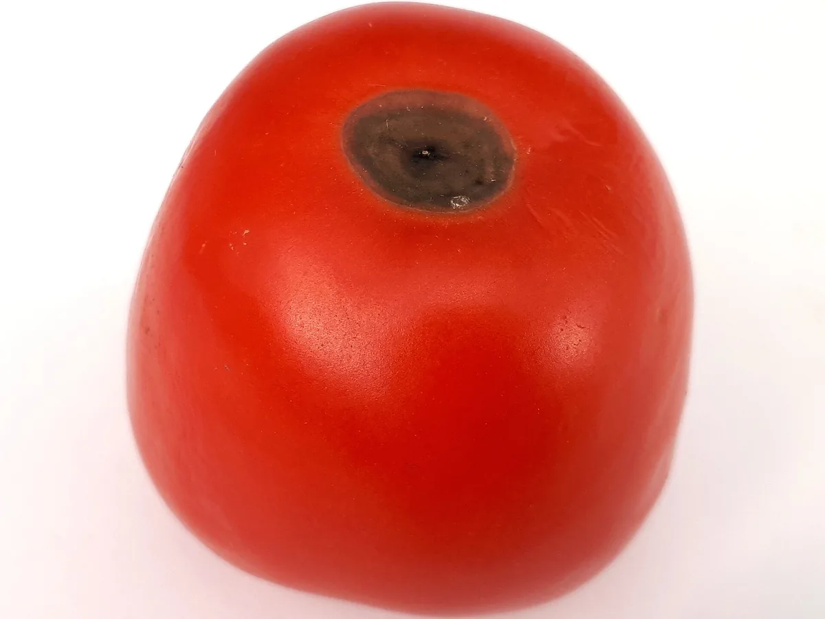 Tomate mit Blütenendfäule