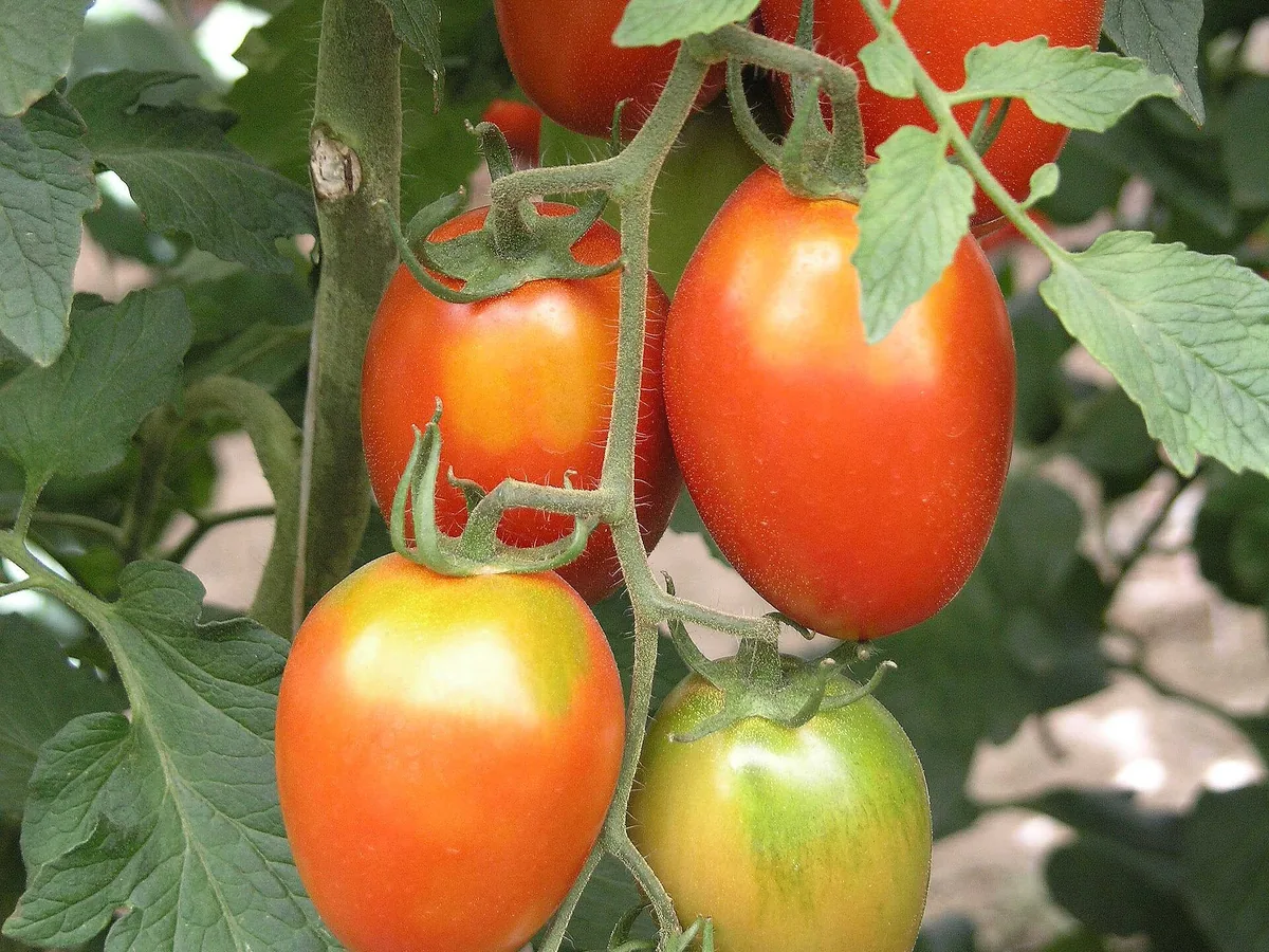 Tomate mit Grünkragen