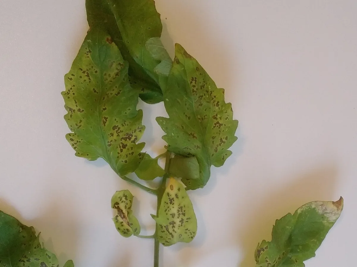 Tomatenblätter mit Septoria-Flecken