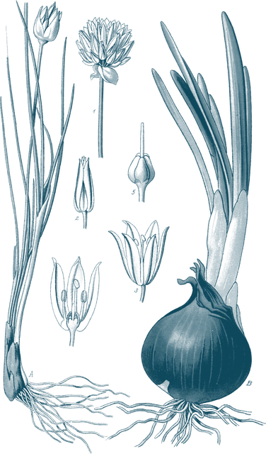 Botanischer Stich einer Küchenzwiebel mit Zwiebelknolle, Wurzeln, Blütenstand und Blütendetails